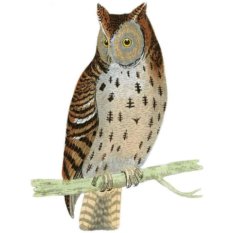 Morris Mottled Owl White Modern Wood Framed Art Print by Morris