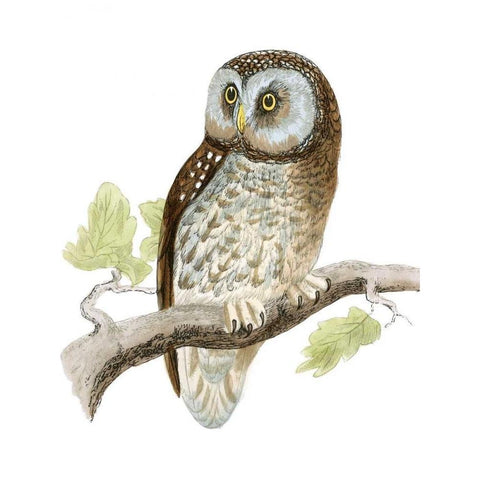 Morris Tengmalms Owl Black Modern Wood Framed Art Print with Double Matting by Morris