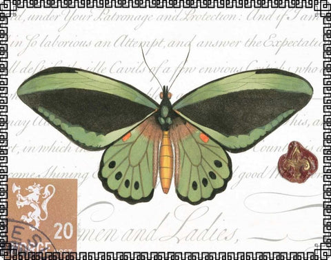 Butterfly Prose II Black Ornate Wood Framed Art Print with Double Matting by Vision Studio