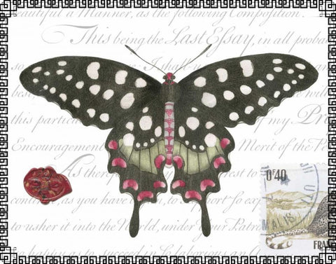 Butterfly Prose V White Modern Wood Framed Art Print with Double Matting by Vision Studio
