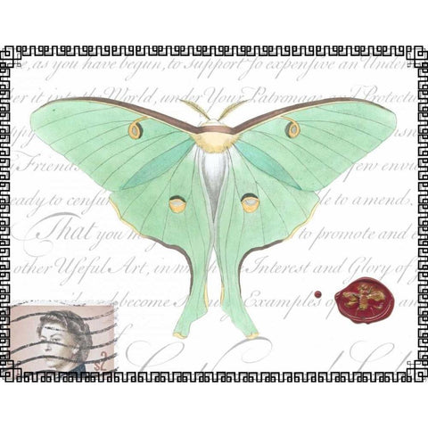 Butterfly Prose VI Gold Ornate Wood Framed Art Print with Double Matting by Vision Studio