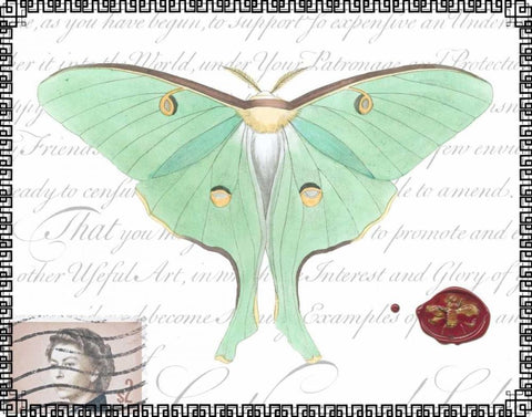 Butterfly Prose VI White Modern Wood Framed Art Print with Double Matting by Vision Studio