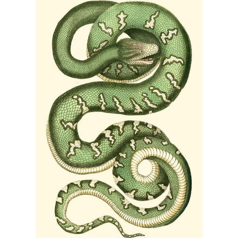 Vibrant Snake I Black Modern Wood Framed Art Print with Double Matting by Nodder, Frederick P.