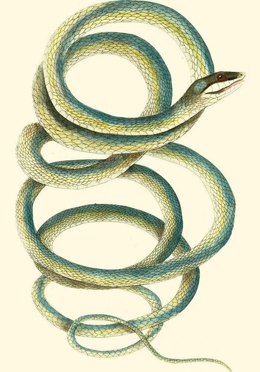 Image Only