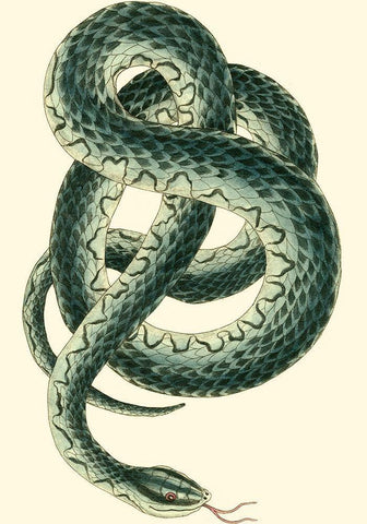 Vibrant Snake III White Modern Wood Framed Art Print with Double Matting by Nodder, Frederick P.