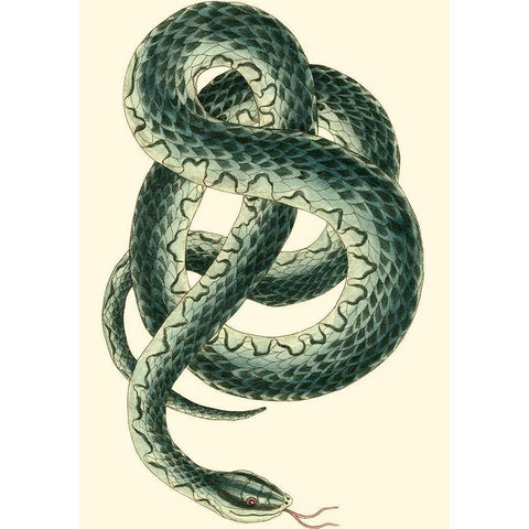 Vibrant Snake III Black Modern Wood Framed Art Print with Double Matting by Nodder, Frederick P.