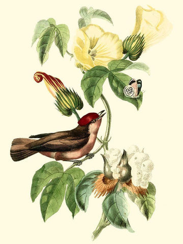 Cuvier Exotic Birds I White Modern Wood Framed Art Print with Double Matting by Cuvier, Georges