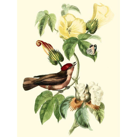 Cuvier Exotic Birds I Gold Ornate Wood Framed Art Print with Double Matting by Cuvier, Georges