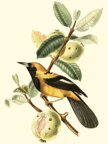 Cuvier Exotic Birds II White Modern Wood Framed Art Print with Double Matting by Cuvier, Georges