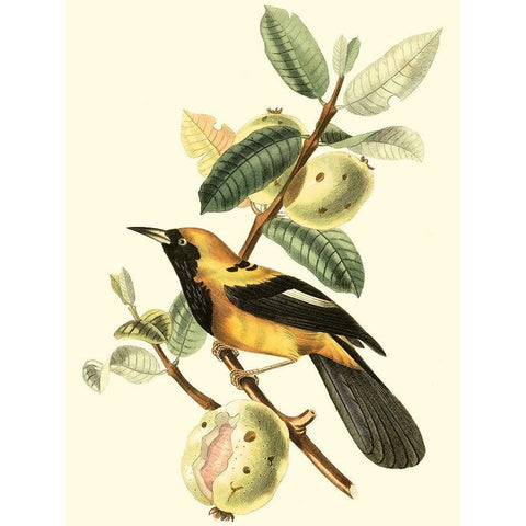 Cuvier Exotic Birds II Black Modern Wood Framed Art Print by Cuvier, Georges