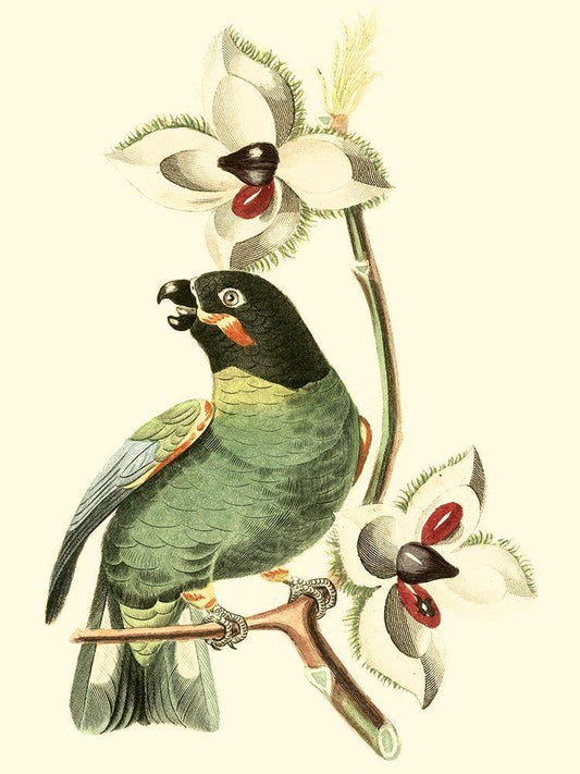 Image Only