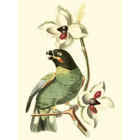 Cuvier Exotic Birds III Black Modern Wood Framed Art Print by Cuvier, Georges