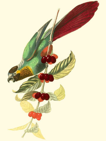 Cuvier Exotic Birds IV White Modern Wood Framed Art Print with Double Matting by Cuvier, Georges