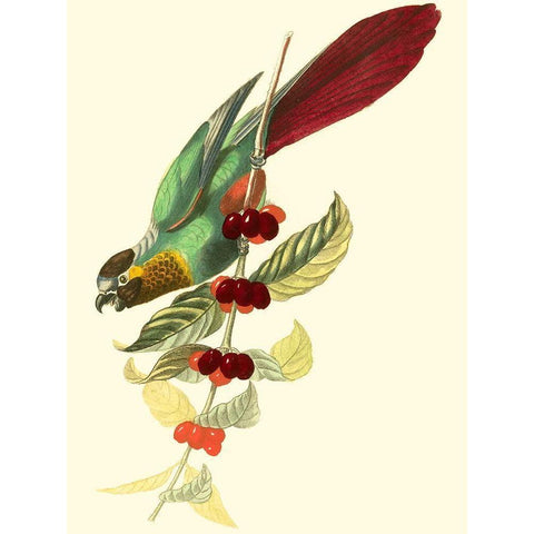 Cuvier Exotic Birds IV Black Modern Wood Framed Art Print by Cuvier, Georges