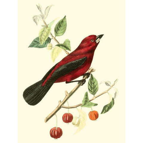 Cuvier Exotic Birds V Black Modern Wood Framed Art Print with Double Matting by Cuvier, Georges