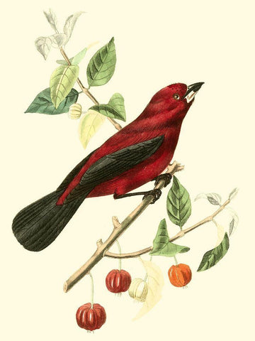 Cuvier Exotic Birds V White Modern Wood Framed Art Print with Double Matting by Cuvier, Georges