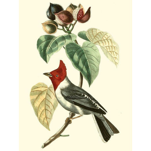 Cuvier Exotic Birds VI Gold Ornate Wood Framed Art Print with Double Matting by Cuvier, Georges