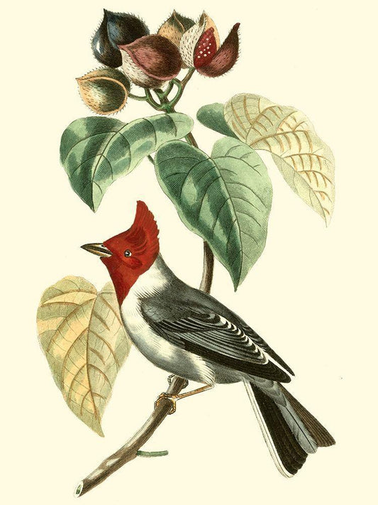 Image Only