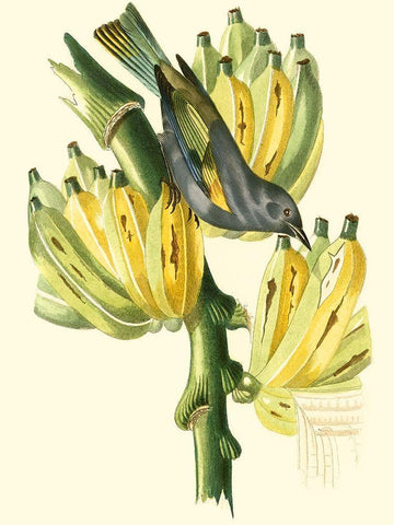 Cuvier Exotic Birds VII Black Ornate Wood Framed Art Print with Double Matting by Cuvier, Georges