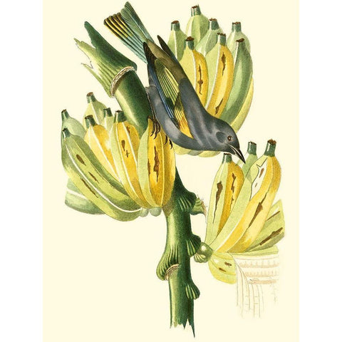 Cuvier Exotic Birds VII White Modern Wood Framed Art Print by Cuvier, Georges