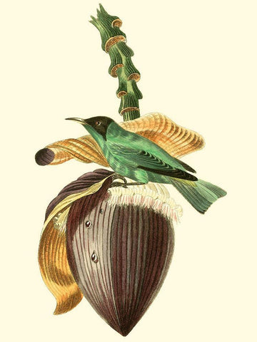 Cuvier Exotic Birds VIII White Modern Wood Framed Art Print with Double Matting by Cuvier, Georges