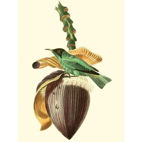 Cuvier Exotic Birds VIII Black Modern Wood Framed Art Print by Cuvier, Georges