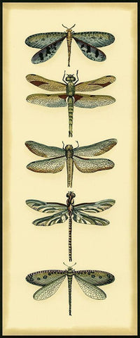 Small Dragonfly Collector I Black Ornate Wood Framed Art Print with Double Matting by Zarris, Chariklia