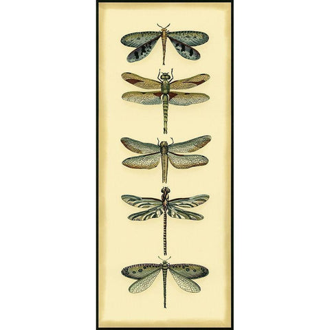 Small Dragonfly Collector I Black Modern Wood Framed Art Print with Double Matting by Zarris, Chariklia