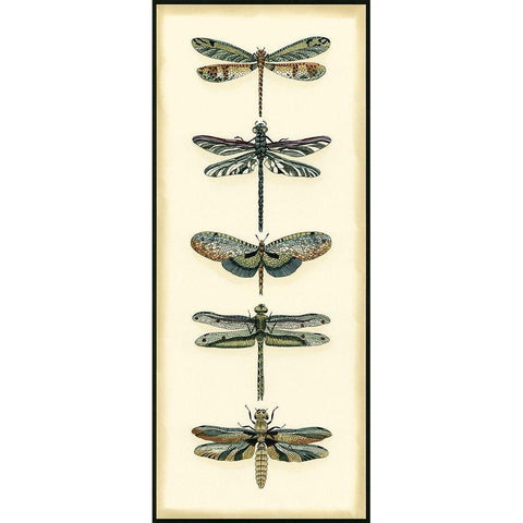 Small Dragonfly Collector II Gold Ornate Wood Framed Art Print with Double Matting by Zarris, Chariklia