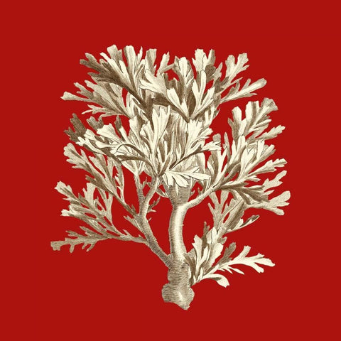 Small Coral on Red IV White Modern Wood Framed Art Print with Double Matting by Vision Studio