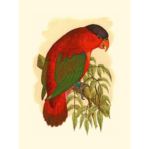 Purple-Capped Lory White Modern Wood Framed Art Print by Unknown
