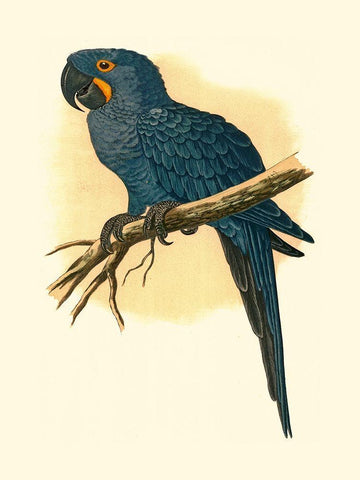 Hyacinthine Macaw Black Ornate Wood Framed Art Print with Double Matting by Unknown