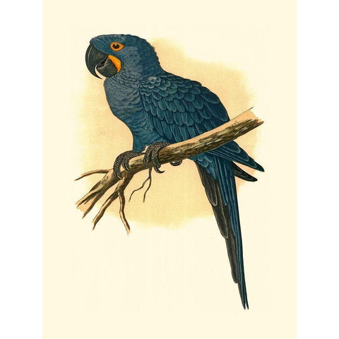Hyacinthine Macaw Black Modern Wood Framed Art Print by Unknown