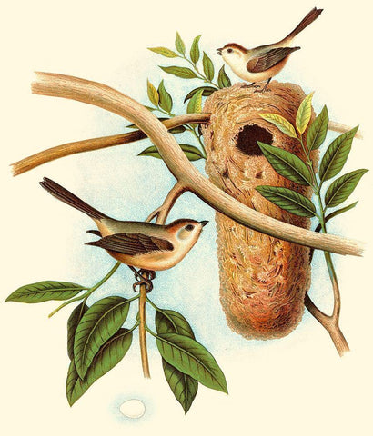 Feathering Nest I Black Ornate Wood Framed Art Print with Double Matting by Unknown