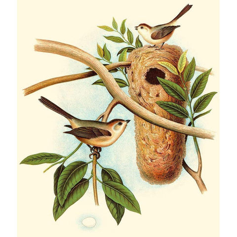 Feathering Nest I Black Modern Wood Framed Art Print with Double Matting by Unknown