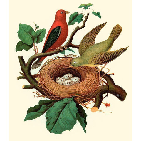 Feathering Nest II Gold Ornate Wood Framed Art Print with Double Matting by Unknown