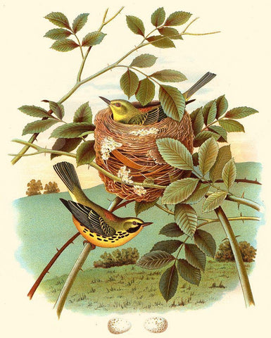 Feathering Nest IV Black Ornate Wood Framed Art Print with Double Matting by Unknown