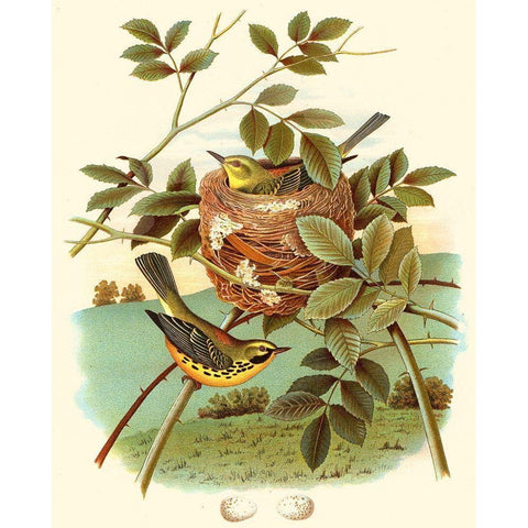 Feathering Nest IV White Modern Wood Framed Art Print by Unknown