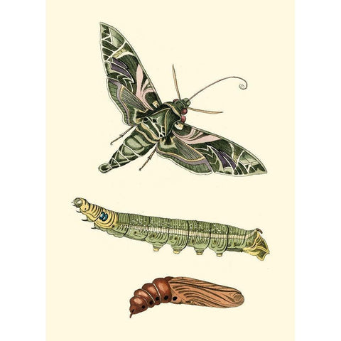 Butterfly Transformation I Black Modern Wood Framed Art Print by Unknown