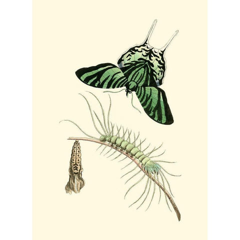 Butterfly Transformation II Black Modern Wood Framed Art Print by Unknown