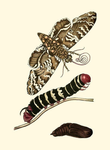 Butterfly Transformation III Black Ornate Wood Framed Art Print with Double Matting by Unknown