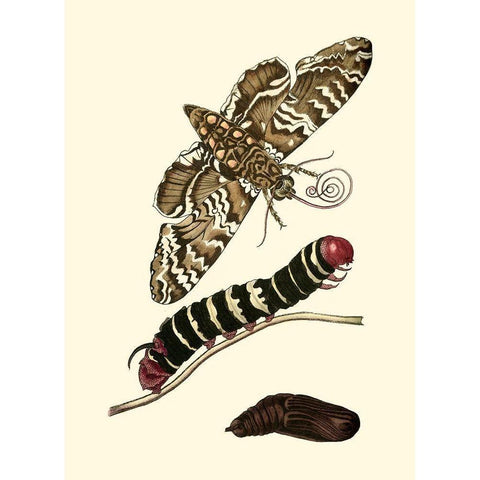 Butterfly Transformation III Gold Ornate Wood Framed Art Print with Double Matting by Unknown