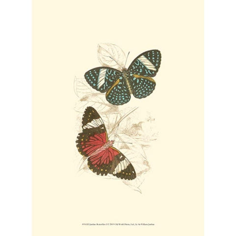Jardine Butterflies I Black Modern Wood Framed Art Print with Double Matting by Jardine, Sir William