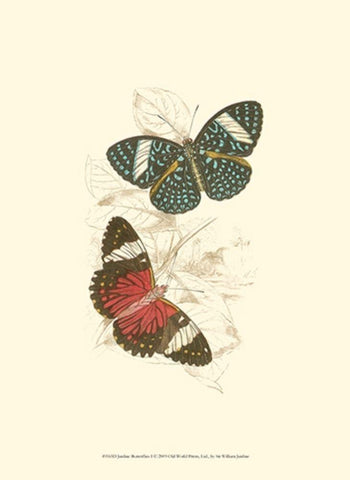 Jardine Butterflies I Black Ornate Wood Framed Art Print with Double Matting by Jardine, Sir William