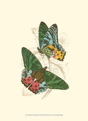 Jardine Butterflies III Black Ornate Wood Framed Art Print with Double Matting by Jardine, Sir William