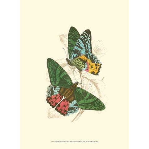 Jardine Butterflies III Black Modern Wood Framed Art Print by Jardine, Sir William