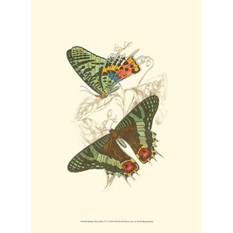 Jardine Butterflies IV Gold Ornate Wood Framed Art Print with Double Matting by Jardine, Sir William