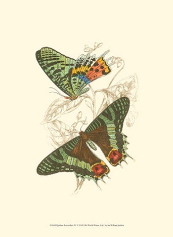 Jardine Butterflies IV Black Ornate Wood Framed Art Print with Double Matting by Jardine, Sir William