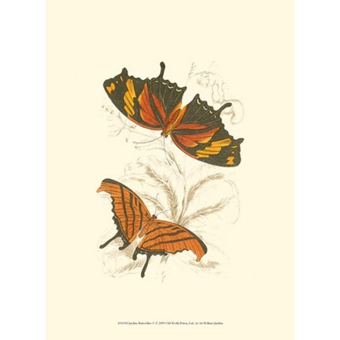 Jardine Butterflies V White Modern Wood Framed Art Print by Jardine, Sir William