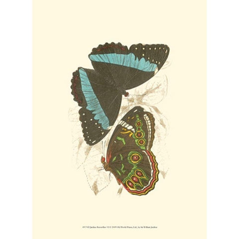 Jardine Butterflies VI Black Modern Wood Framed Art Print with Double Matting by Jardine, Sir William